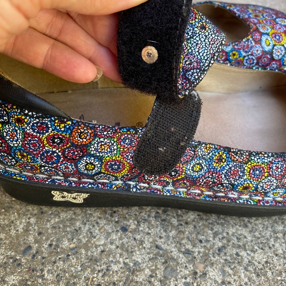 Algeria Paloma Wallflower PAL 770